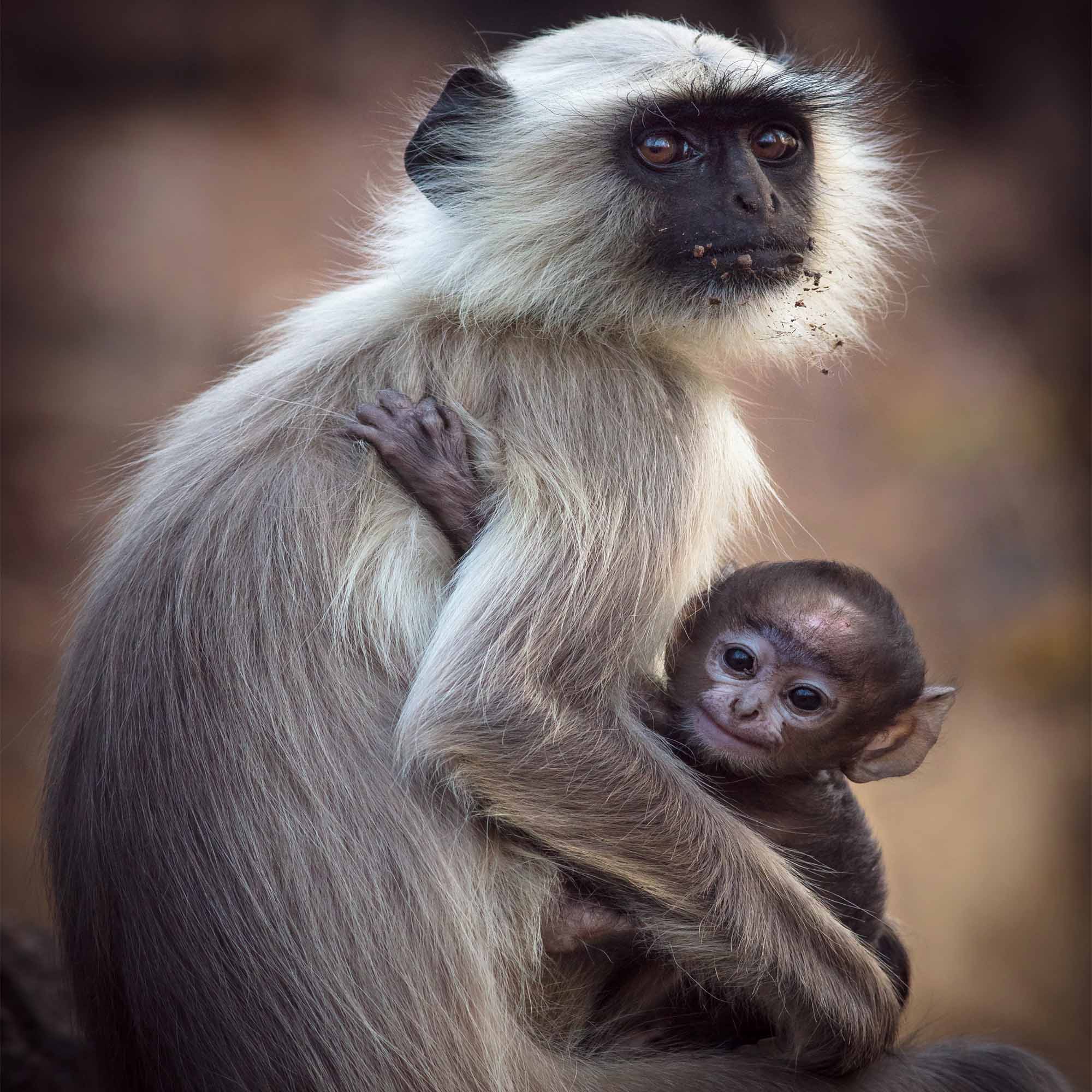 Langur with baby