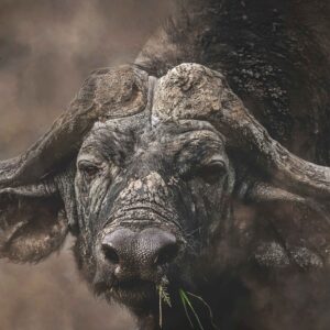 Buffalo portrait