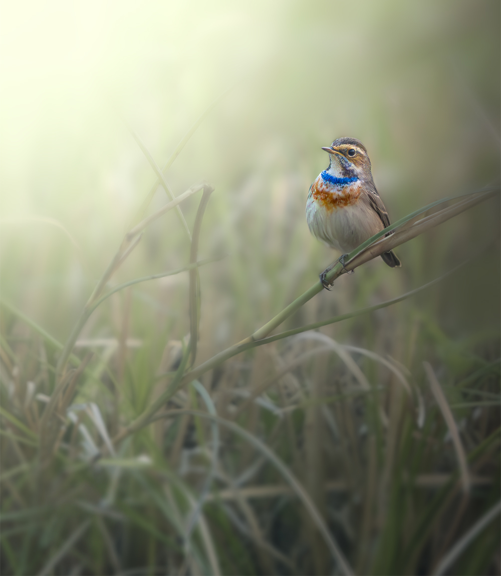 bird perching on the grass