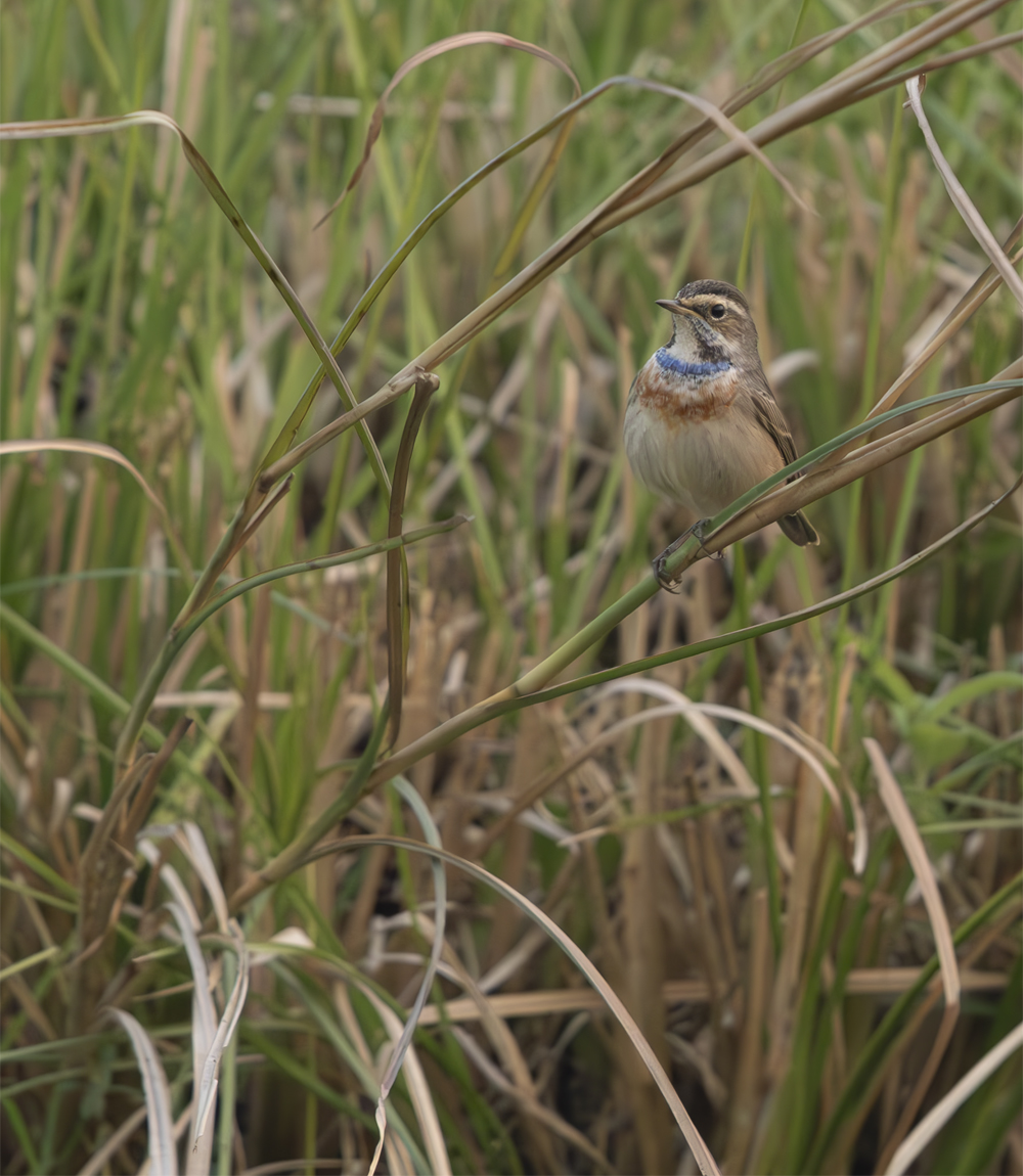 bird perching on the grass