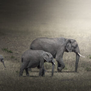 Elephant herd