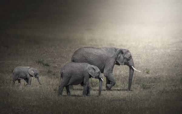 Elephant herd