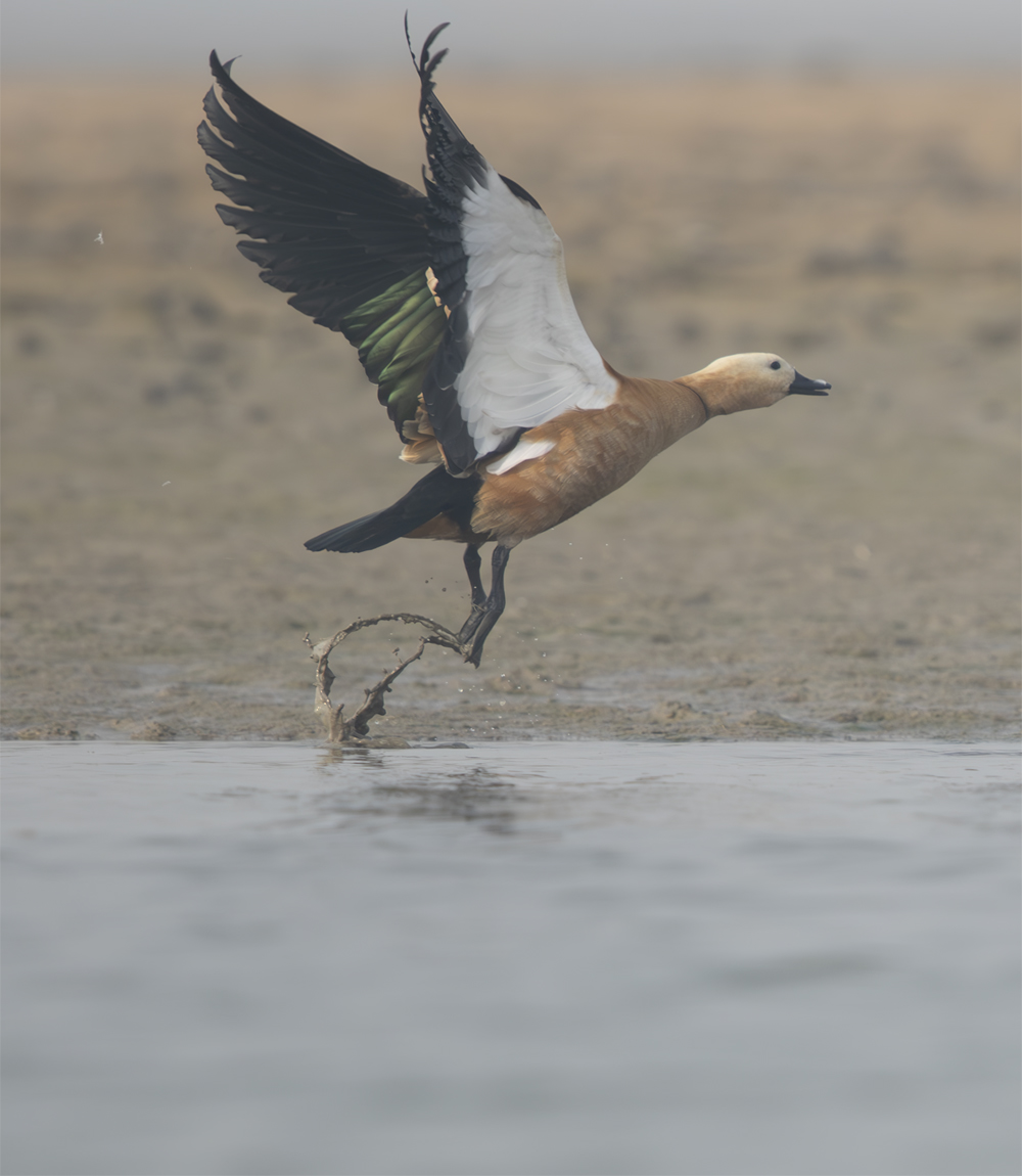 duck flying from ground