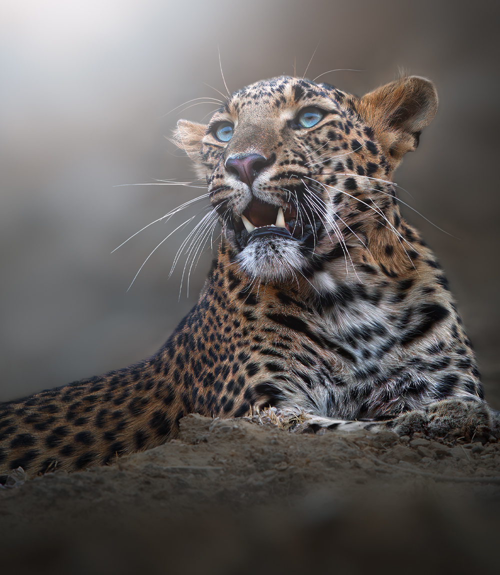 Leopard 2