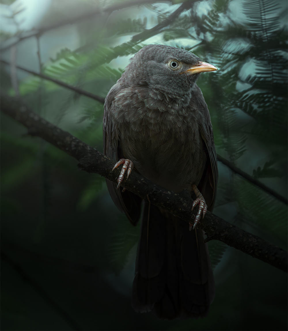 Jungle Babbler 2