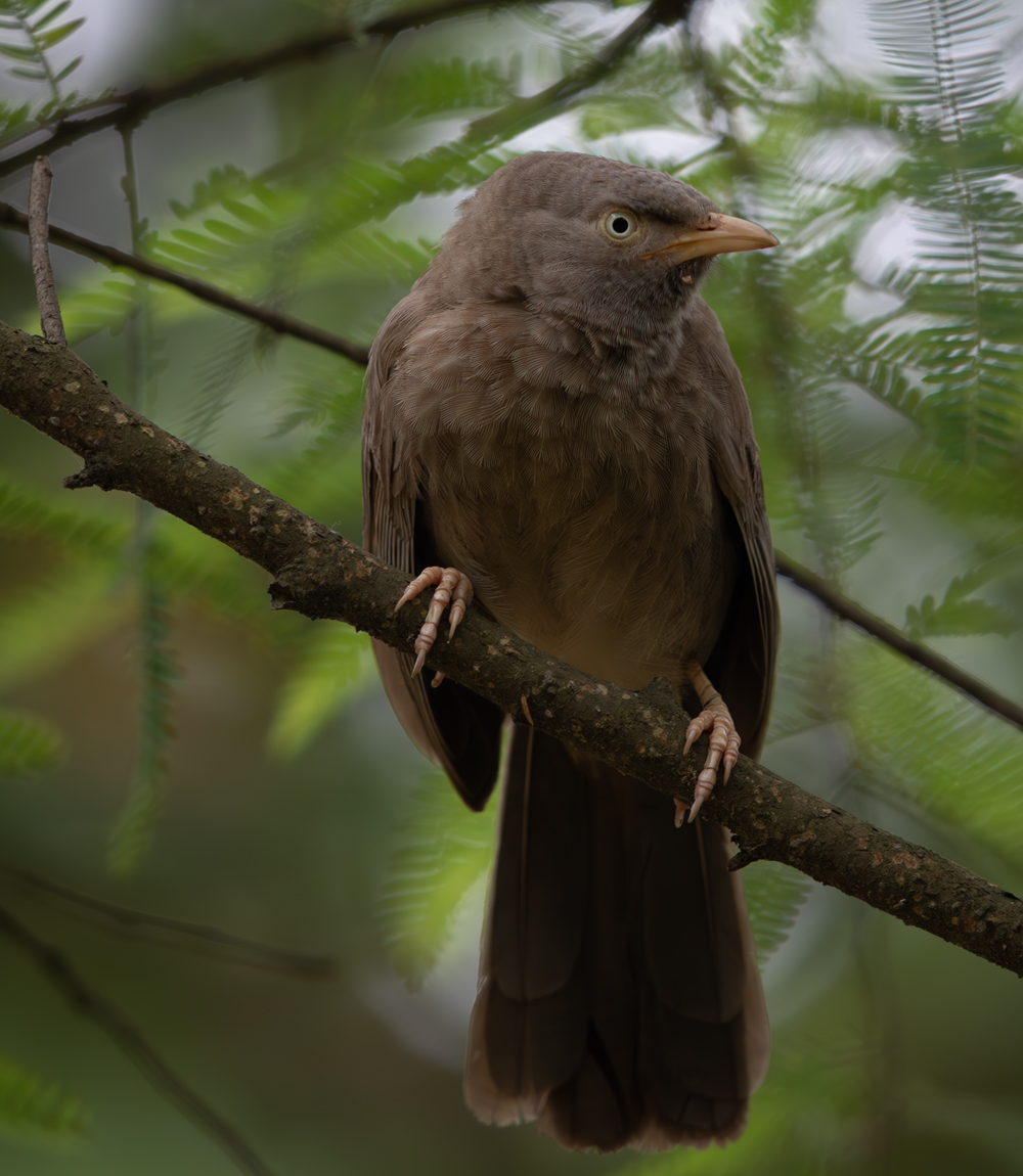 Jungle Babbler