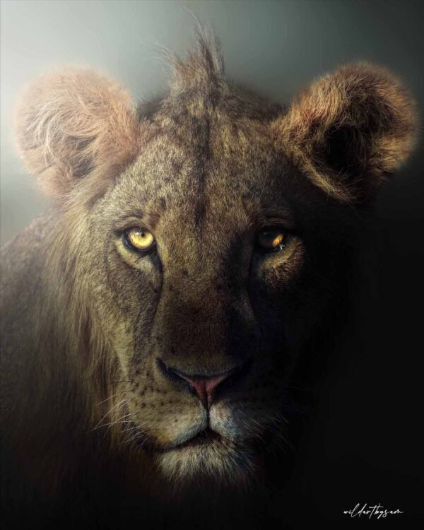 Lioness portrait