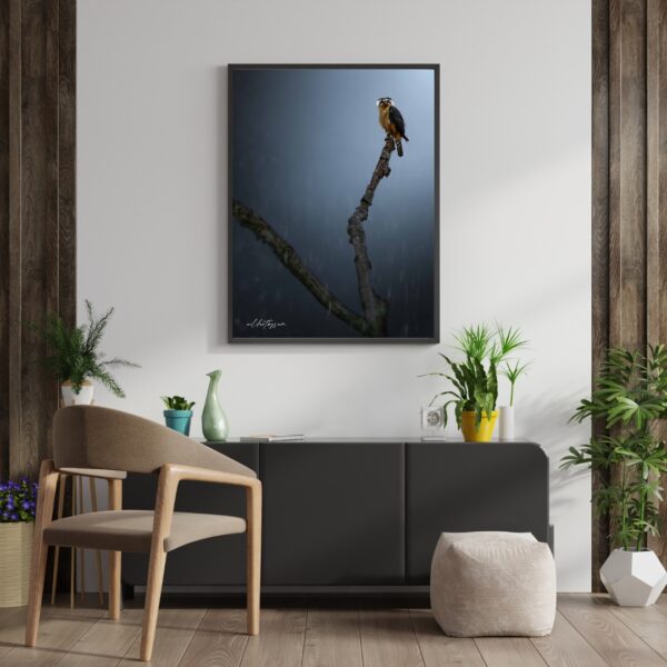 collared falconet
