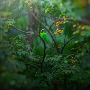 Golden fronted leafbird