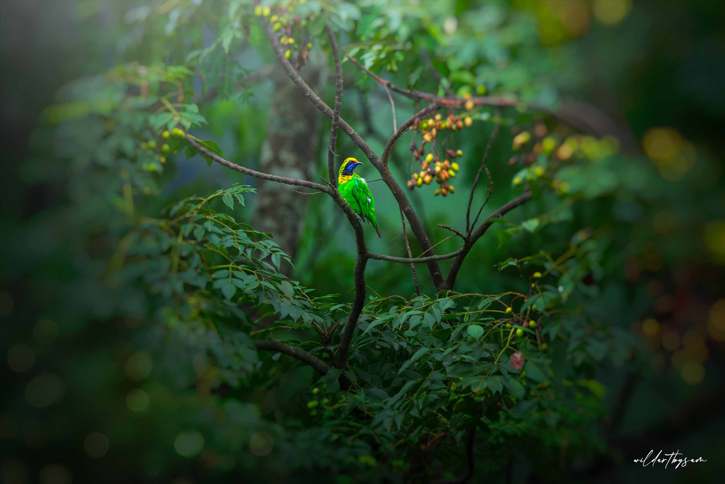 Golden fronted leafbird