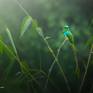 Blue bearded bee eater