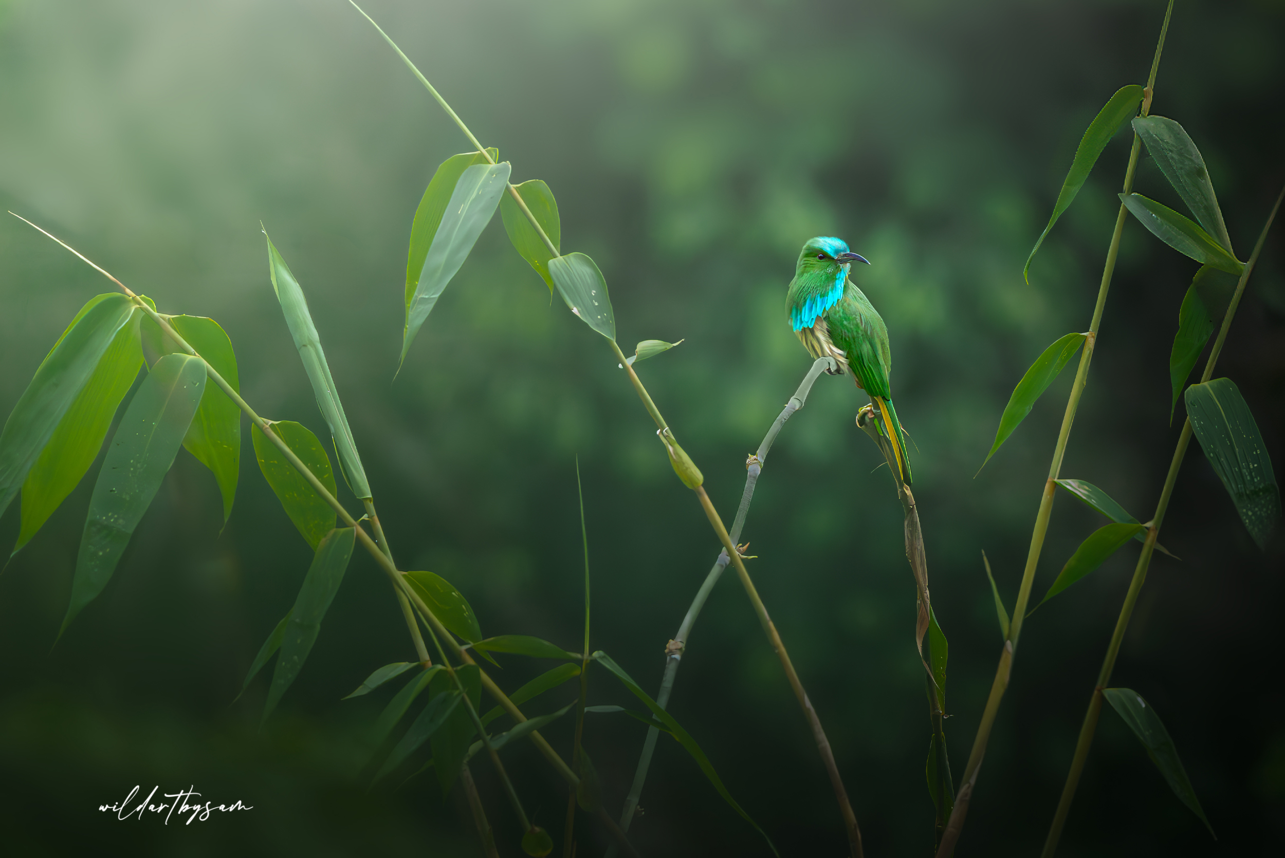 Blue bearded bee eater