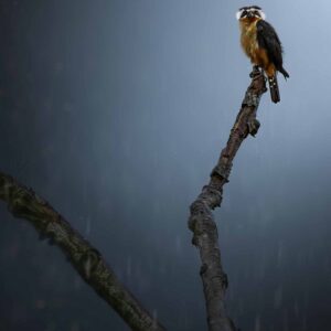 collared falconet