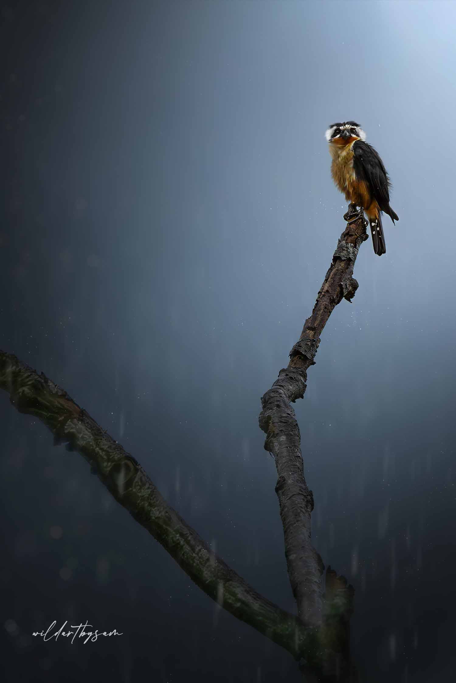 collared falconet