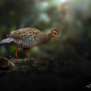 Black Francolin