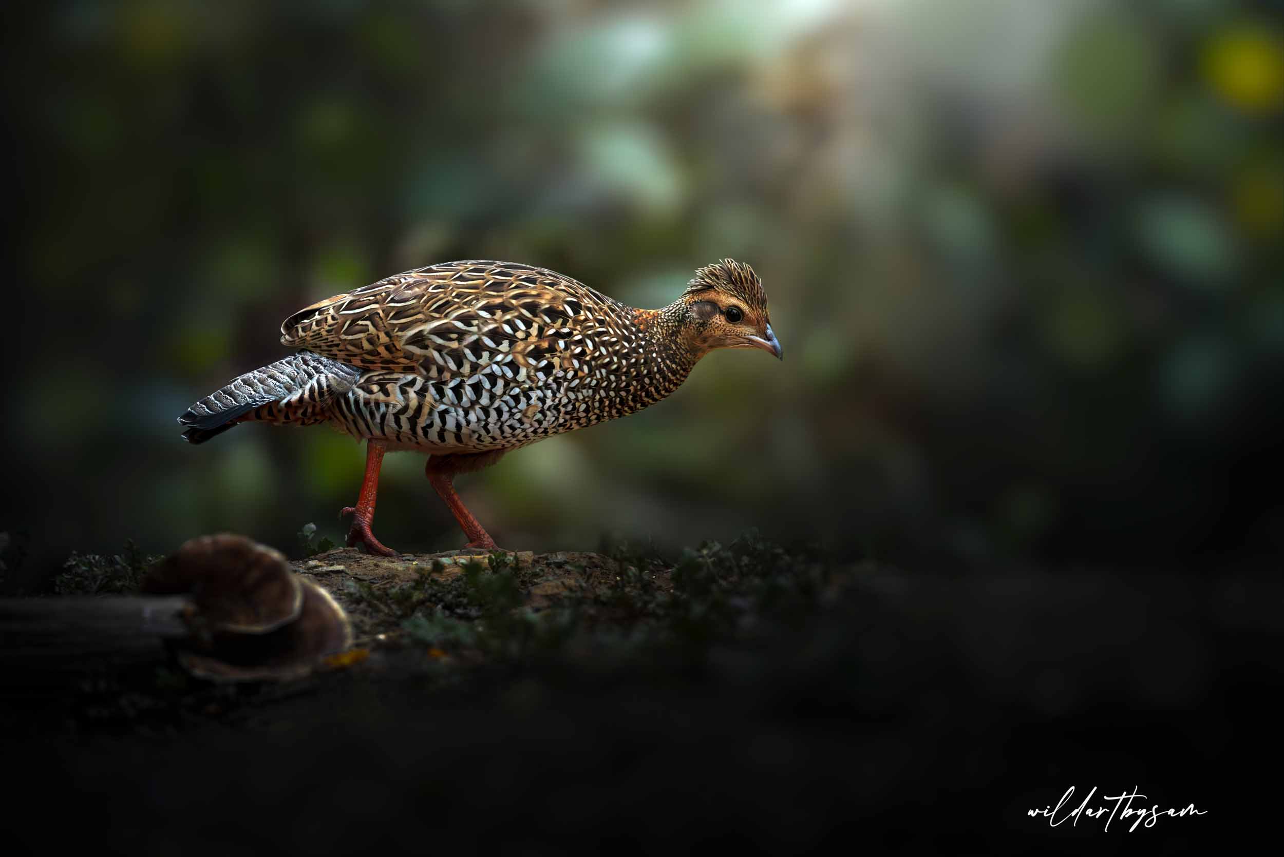 Black Francolin