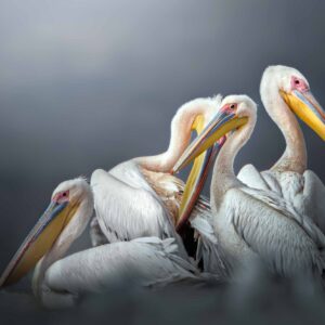 Great white pelican