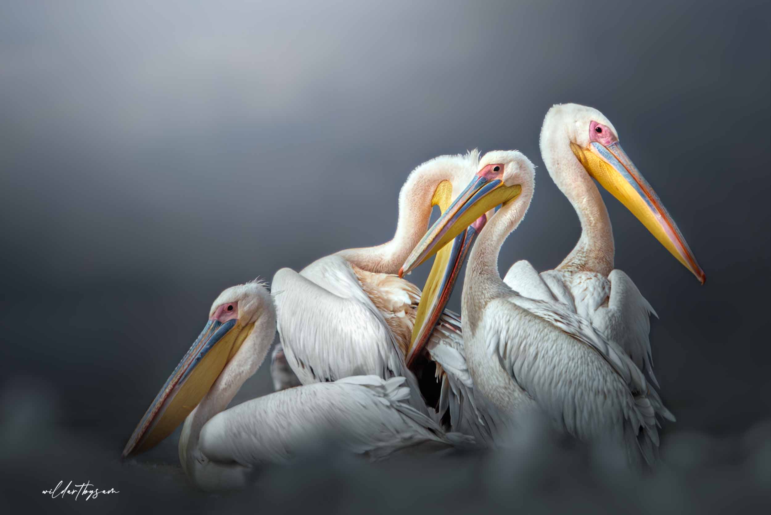 Great white pelican