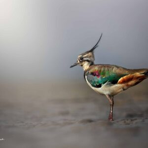 Northern Lapwing