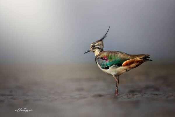 Northern Lapwing