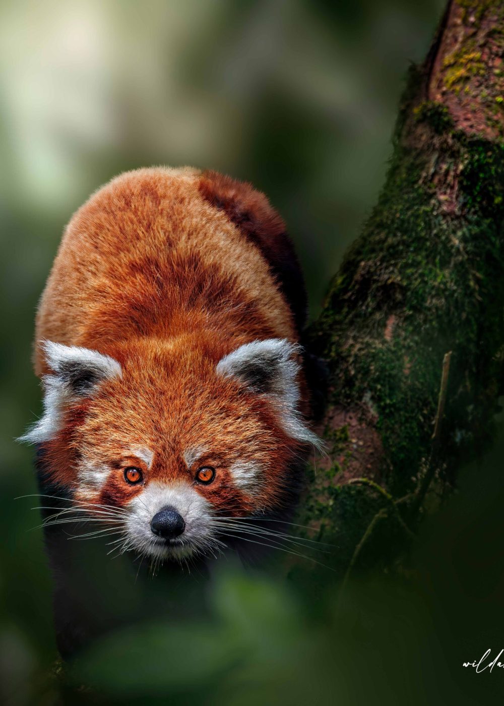 Red panda