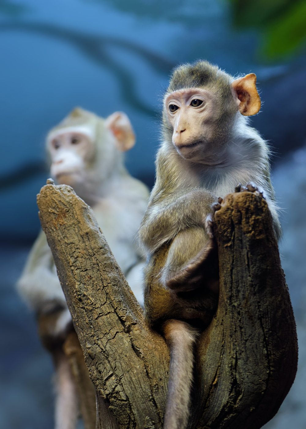 very-thoughtful-young-monkey-on-a-tree-trunk.jpg